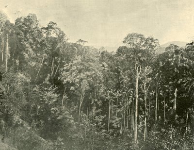 ट्रॉपिकल स्क्रब्स, ब्लैकॉल रेंज, क्वींसलैंड, 1901। द्वारा अज्ञात