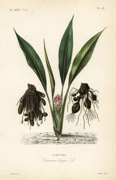 हल्दी या या, Curcuma longa, Curcuma द्वारा अज्ञात