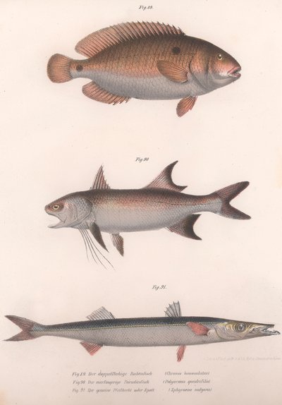 दो-स्पॉट बिमाक्यूलस, अफ्रीकी रेडफिन, कॉमन बाराकुडा, c.1850s द्वारा अज्ञात