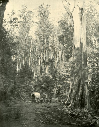 अंकल सैम, 1901। द्वारा अज्ञात