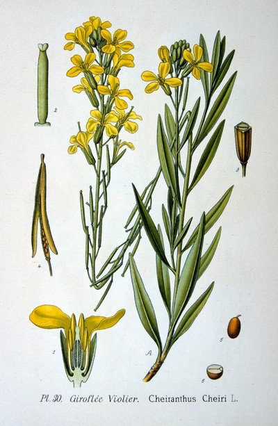 वॉलफ्लॉवर, 1893 द्वारा Unbekannt