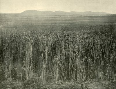 व्हीट फील्ड, कैनिंग डाउन्स, क्वींसलैंड, 1901। द्वारा अज्ञात