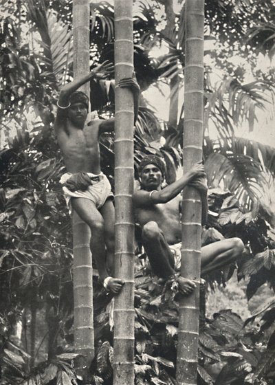 सीलोन कैसे नारियल हथेलियों पर चढ़ते हैं, 1926 द्वारा अज्ञात