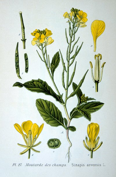 जंगली सरसों, 1893 द्वारा अज्ञात