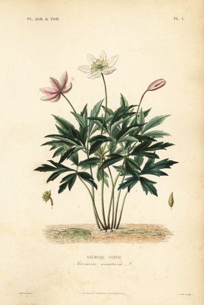 लकड़ी एनीमोन या विंडफ्लावर, एनीमोन नेमोरोसा, एनीमोन सिल्वी द्वारा अज्ञात