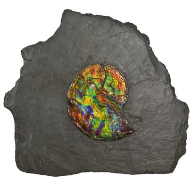 कनाडा से एक बड़ा इंद्रधनुषी अमोनसाइट (जीवाश्म) द्वारा अज्ञात