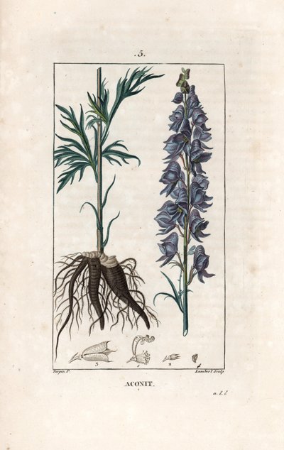 Aconit - Engraving by Lambert after a drawing by Pierre Jean Francois Turpin (1775-1840), from La flore medicale, de Chaumeton, Poiret et Chamberet, Paris 1830 - Monkshood, Aconitum napellus, showing flowers, leaves and roots - Engraving by Lambert from a  द्वारा अनजान कलाकार