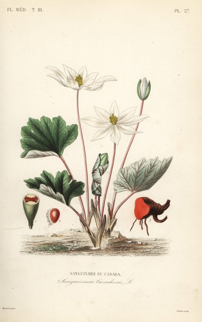 Bloodroot, Sanguinaria canadensis, कैनेडियन ब्लडरूट द्वारा अज्ञात