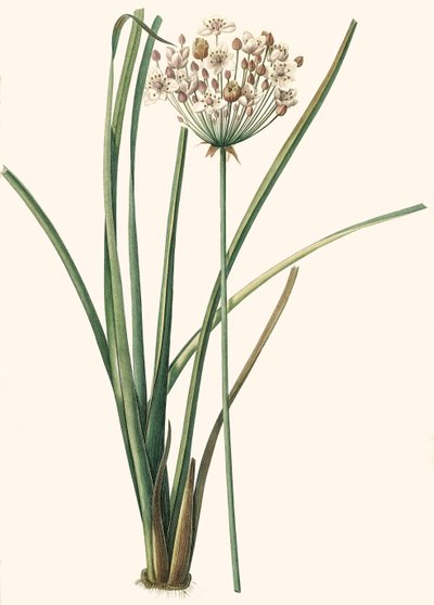 वानस्पतिक चित्रण/Rdoute/butomus umbellatus/Umbelly Butome/फूल चूड़ी द्वारा अज्ञात