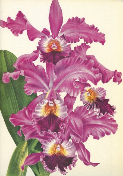 वानस्पतिक बोर्ड / Cattleya Labiata var। परफेक्टा / लिंडेनिया द्वारा अज्ञात