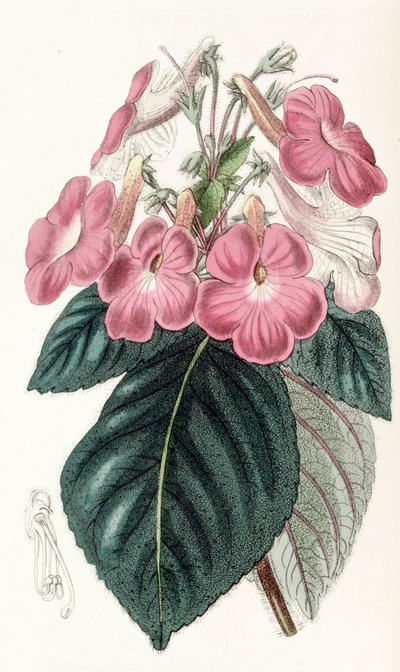 वानस्पतिक चित्रण/Achimenes Grandiflora/Achimene में बड़े फूल होते हैं द्वारा अज्ञात