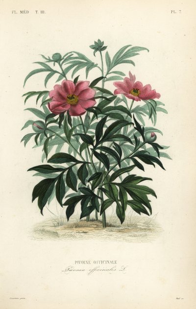 आम peony या उद्यान peony, Paeonia officinalis, Pivoine officinale द्वारा अज्ञात