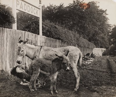 दो गधों का सम्मिश्रण, c 1909 द्वारा अज्ञात