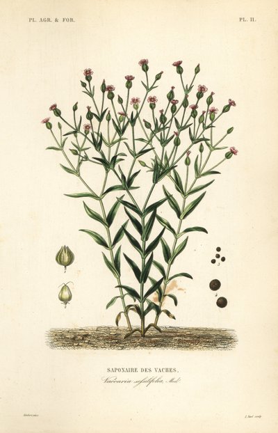Cowherb, Vaccaria hispanica, Vaccaria sessilifolia, Saponaire des Vaches द्वारा अज्ञात