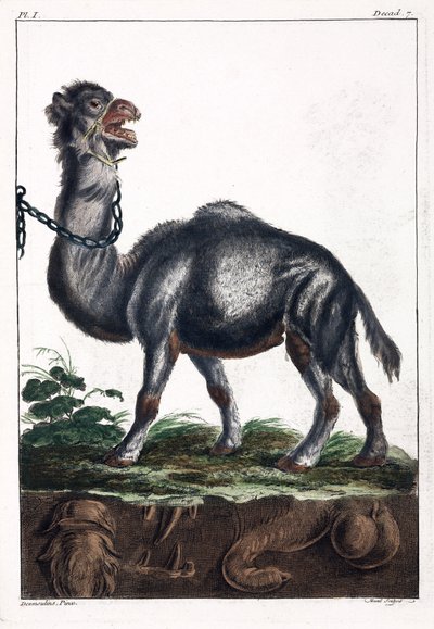 साँड़नी द्वारा अज्ञात