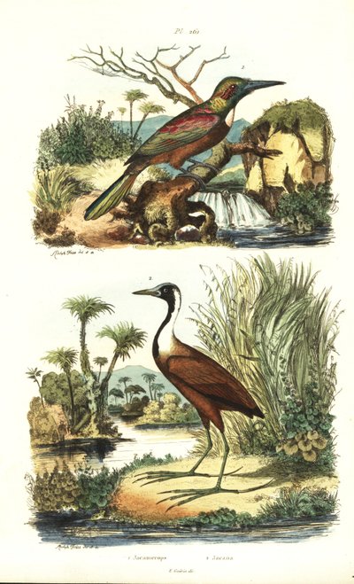 ग्रेट जैकमार, जैकामेरॉप्स ऑरियस, और उत्तरी जैकाना, जैकाना स्पिनोसा द्वारा अज्ञात