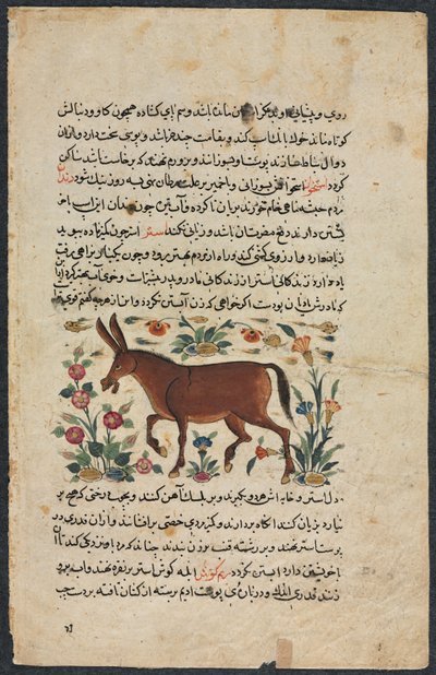 खार (गधा), नुजहत-नाम-यई अलैहि (काउंसलर की उत्कृष्ट पुस्तक) से शाहमर्दन इब्न अबी-खैर्र द्वारा अज्ञात