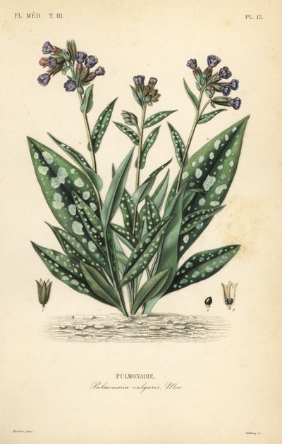 Lungwort, Pulmonaria officinalis, Pulmonaria vulgaris, Pulmonaire द्वारा अज्ञात