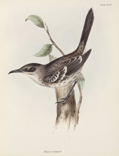 मॉकिंगबर्ड, गैलापागोस द्वीप समूह, सी 1832-1836 द्वारा अनजान कलाकार