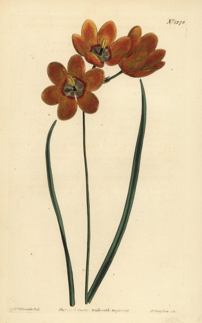 नारंगी रंग का मोनाडेल्फ़स ixia, Ixia monadelpha द्वारा अज्ञात