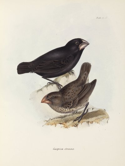 फिंच की जोड़ी, गैलापागोस द्वीप समूह, सी 1832-1836 द्वारा अज्ञात