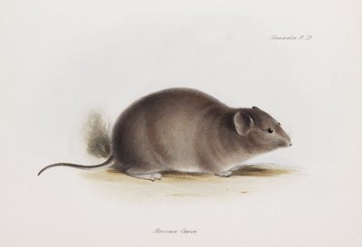 चूहा, लगभग 1832-1836 द्वारा अनजान कलाकार