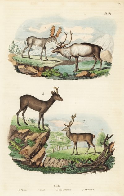 बारहसिंगा, रंगीफर टारंडस 1, मूस, एल्स एल्स 2, लाल हिरण, सर्वस एलाफस 3, और यूरोपीय रो हिरण, कैप्रेओलस कैप्रेओलस 4 द्वारा अज्ञात