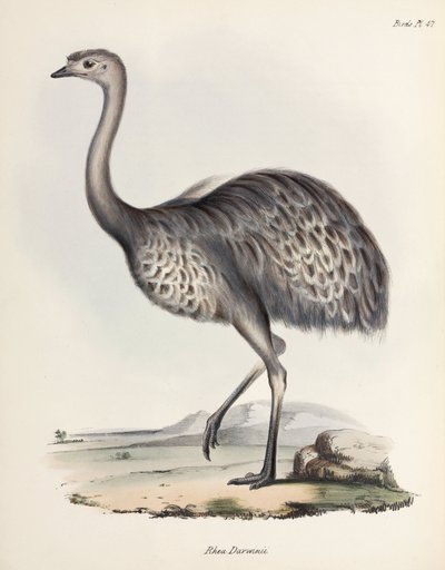 रिया, दक्षिण अमेरिका, लगभग 1832-1836 द्वारा अनजान कलाकार