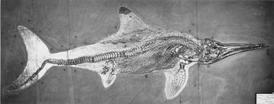 Stenopterygius megacephalus (द ऑक्सफोर्ड इचथ्योसौर) ने Nr पाया। स्टटगार्ट, जर्मनी, अपर लिआस पीरियड द्वारा अज्ञात