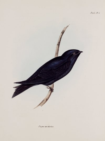 निगल या मार्टिन, दक्षिण अमेरिका, सी 1832-1836 द्वारा अज्ञात