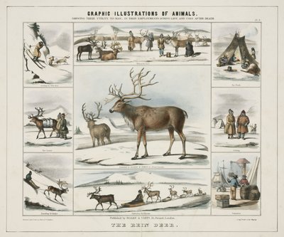 'द रीन डियर', सी 1845 द्वारा अज्ञात