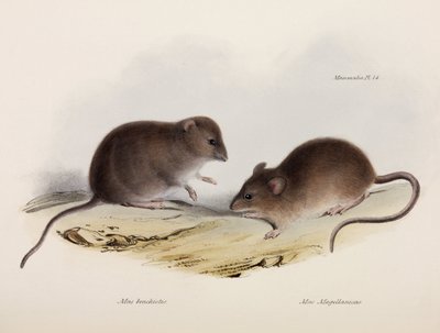 दो प्रकार के माउस, दक्षिण अमेरिका, c 1832-1836 द्वारा अज्ञात