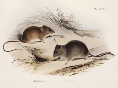 दो प्रकार के माउस, दक्षिण अमेरिका, c 1832-1836 द्वारा अज्ञात