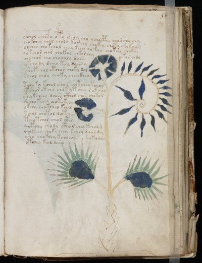 वोयनिच पांडुलिपि फोलियो 56r, c.1500 (चर्मपत्र पर स्याही) द्वारा अज्ञात