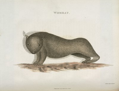 वोम्बैट, ऑस्ट्रेलिया, c 1798 द्वारा अज्ञात