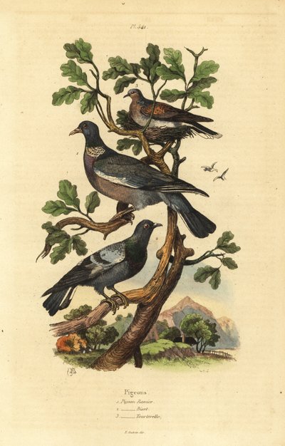 लकड़ी के कबूतर, कोलंबा पालम्बस, आम कबूतर, कोलंबा लिविया, और कछुआ कबूतर, स्ट्रेप्टोपेलिया रिसोरिया द्वारा अज्ञात