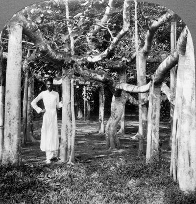 एक बरगद के पेड़ की जड़ों के बीच, कलकत्ता, भारत, 1900s। द्वारा अंडरवुड और अंडरवुड