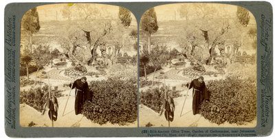 यरूशलेम, फिलिस्तीन, 1905 के पास गेथसेमेन के बगीचे में प्राचीन जैतून के पेड़। द्वारा अंडरवुड और अंडरवुड