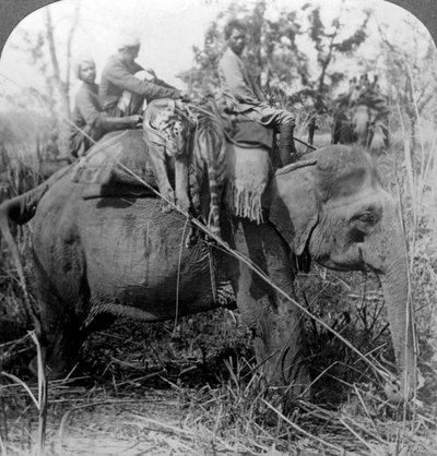 मृत बाघों को वापस शिविर में ले जाते हुए, बीहर अंकल, भारत, c1900s द्वारा अंडरवुड और अंडरवुड