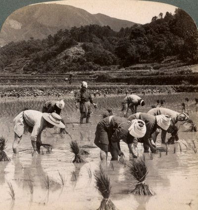 क्योटो, जापान, 1904 के पास चावल की शूटिंग के प्रत्यारोपण वाले खेत मजदूर द्वारा अंडरवुड और अंडरवुड