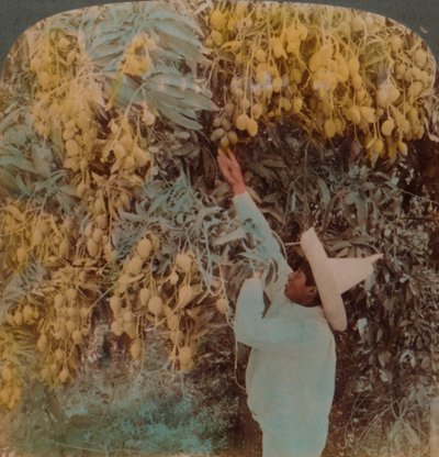 एक भारी लदे आम के पेड़, क्यूर्नवाका, मैक्सिको, 1907 से सुस्वाद फल इकट्ठा करना। कलाकार: एल्मर अंडरवुड, बर्ट एलियास अंडरवुड। द्वारा अंडरवुड और अंडरवुड