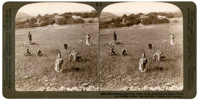 बेथेल बायतिन, फिलिस्तीन, 1900 के पथरीले खेतों में गेहूँ से टारस इकट्ठा करना। द्वारा अंडरवुड और अंडरवुड