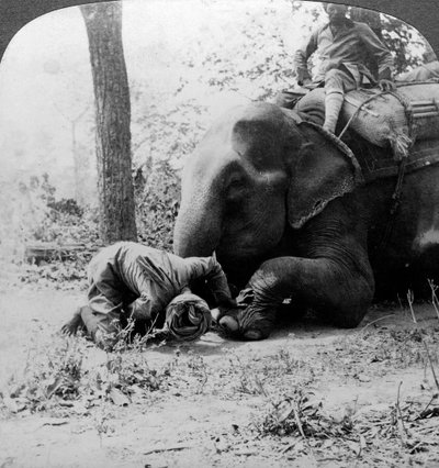हाथियों के पैर से कांटा निकालते हुए महावत, बीहर बाघ का शूट, भारत, c1900s। द्वारा अंडरवुड और अंडरवुड