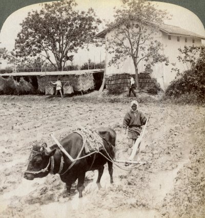 क्योटो, जापान, 1904 के पास, उजी में मुख्य सड़क के उत्तर में, चावल के रोपण के लिए बाढ़ की जमीन की जुताई। द्वारा अंडरवुड और अंडरवुड