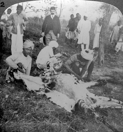 एक मृत बाघ की त्वचा, कूच बिहार के महाराज की शूटिंग, c1900s। द्वारा अंडरवुड और अंडरवुड