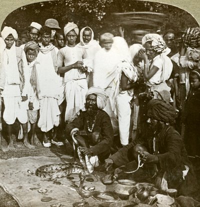 सांप छछूंदर, कलकत्ता, भारत, c1900s। द्वारा अंडरवुड और अंडरवुड