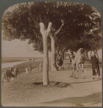 पिरामिड, मिस्र के लिए सड़क, 1896। द्वारा अंडरवुड और अंडरवुड