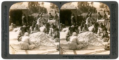 रेशम कोकून, एंटिओक, सीरिया के 1900 के दशक के बड़े ढेर को छांटने वाली महिलाएं। द्वारा अंडरवुड और अंडरवुड