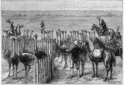 1895 में दक्षिणी अफ्रीका में हीटरटन टावर्स में एक शुतुरमुर्ग पार्क। द्वारा अज्ञात कलाकार