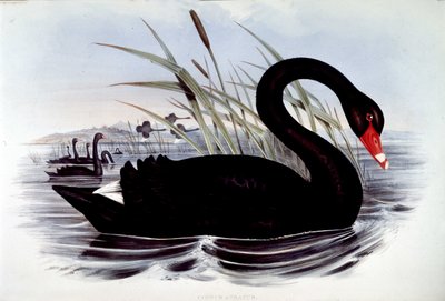 ब्लैक स्वान (साइग्नस एट्रेटस) - जे. गोल्ड्स बर्ड्स ऑफ़ ऑस्ट्रेलिया से, 19वीं सदी की शुरुआत में। द्वारा अज्ञात कलाकार